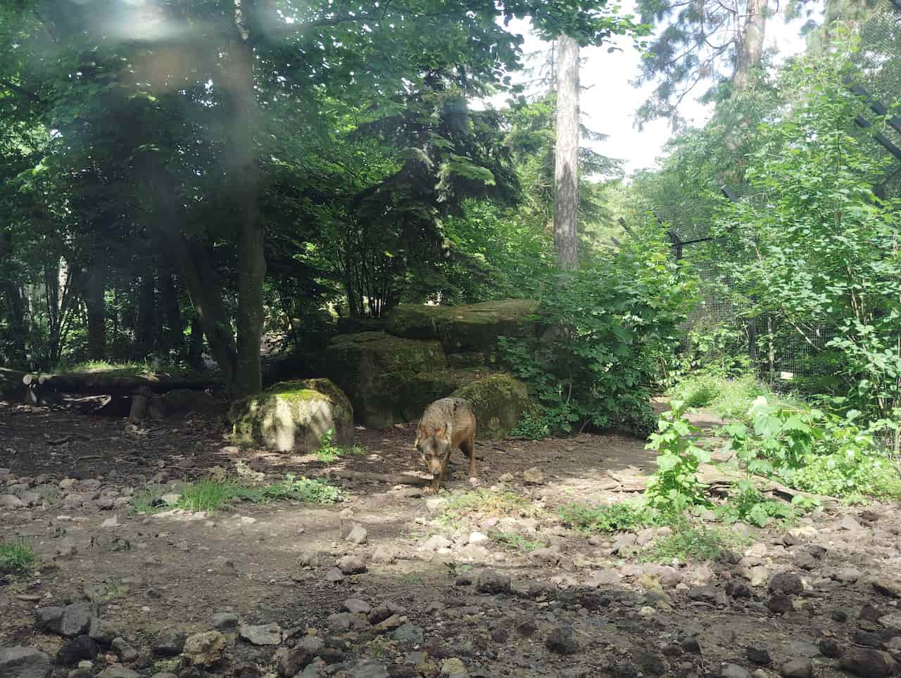 パリ動物園のイベリアウルフ②