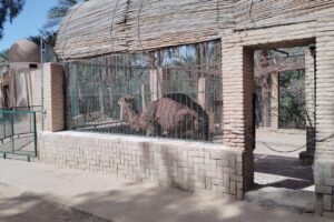 チュニジアのトズールにあるサハラ動物園のラクダ