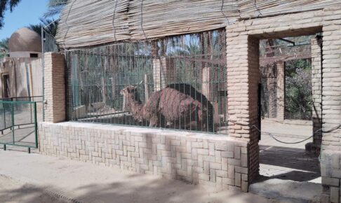 チュニジアのトズールにあるサハラ動物園のラクダ
