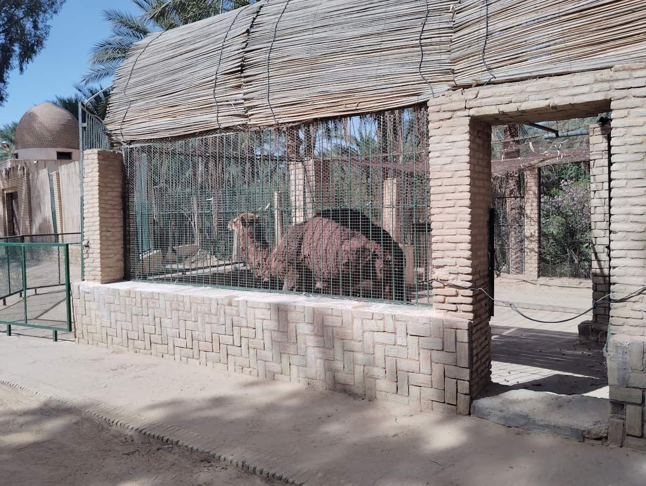 チュニジアのトズールにあるサハラ動物園のラクダ