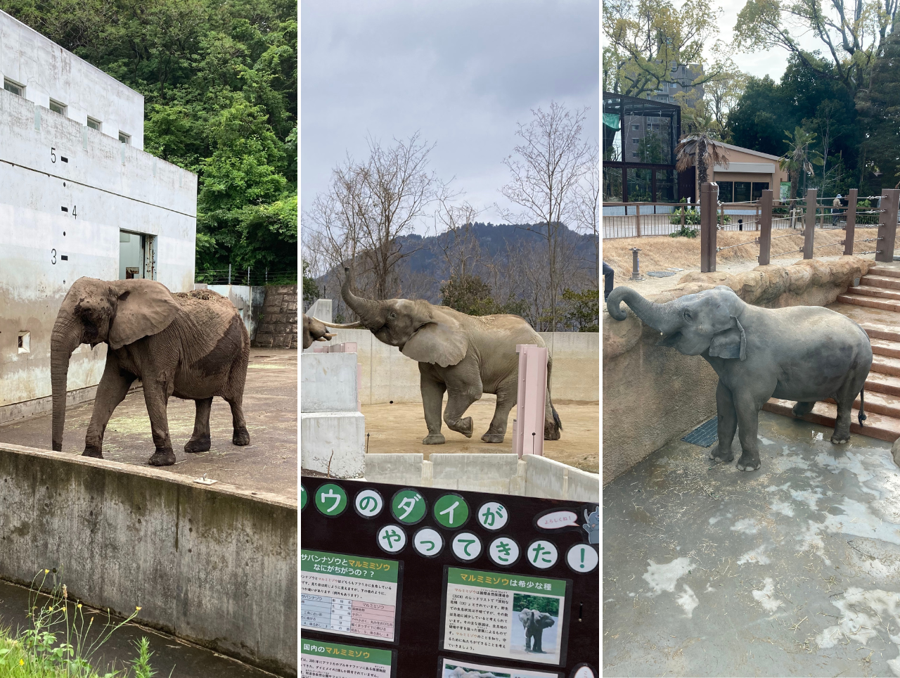 サバンナゾウ、マルミミゾウ、アジアゾウの3種の違い