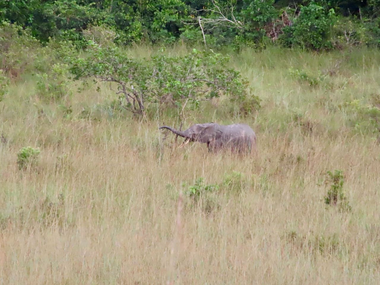 ロペ国立公園のマルミミゾウ