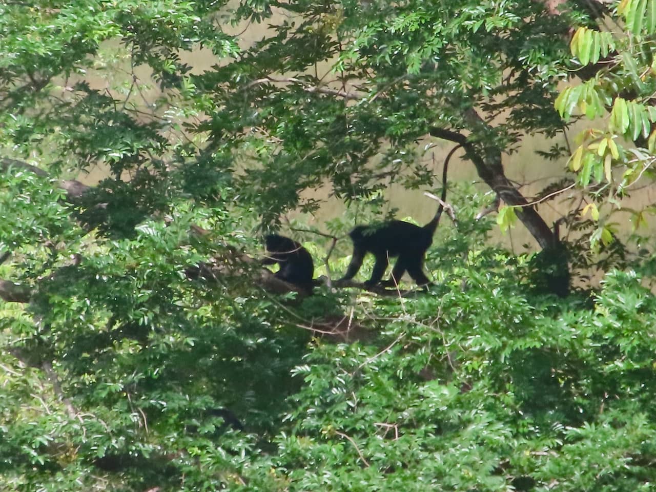 ロペ国立公園のクロコロブス