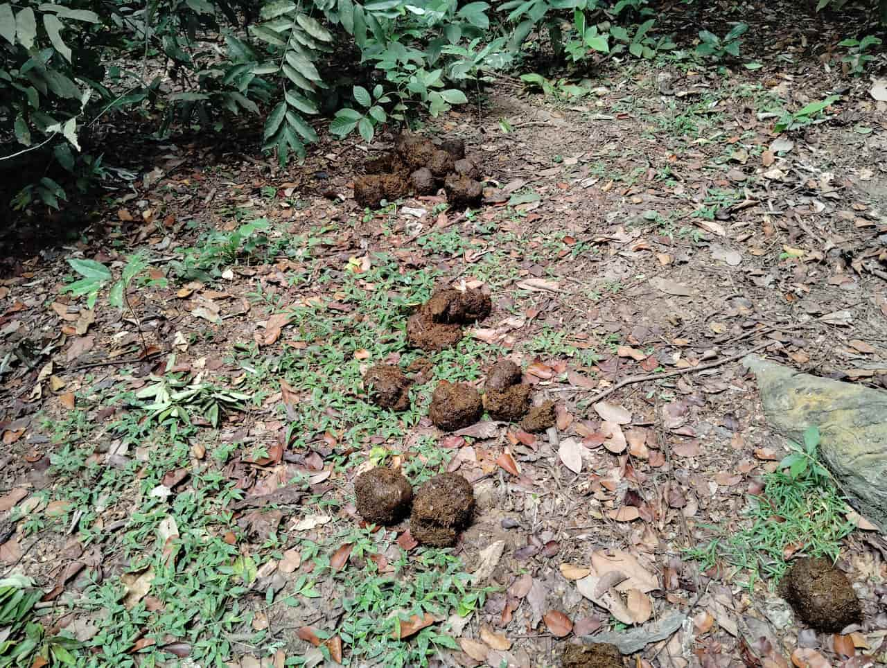 ロペ国立公園の森林散策