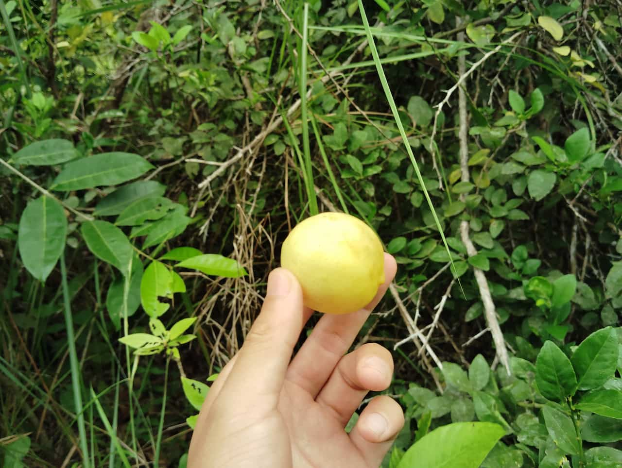 ロペ国立公園の森林散策③