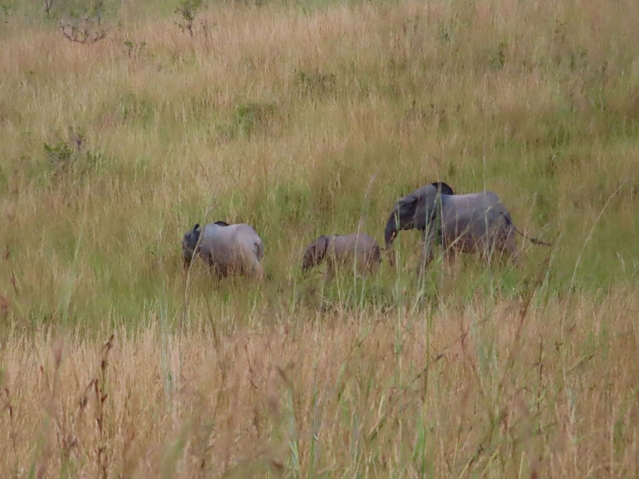 ロペ国立公園のマルミミゾウ③