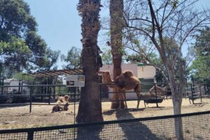 チュニジアのチュニス動物園のヒトコブラクダ