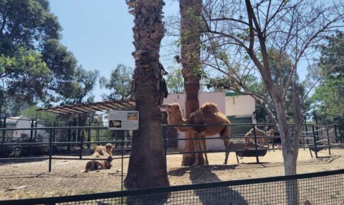 チュニジアのチュニス動物園のヒトコブラクダ