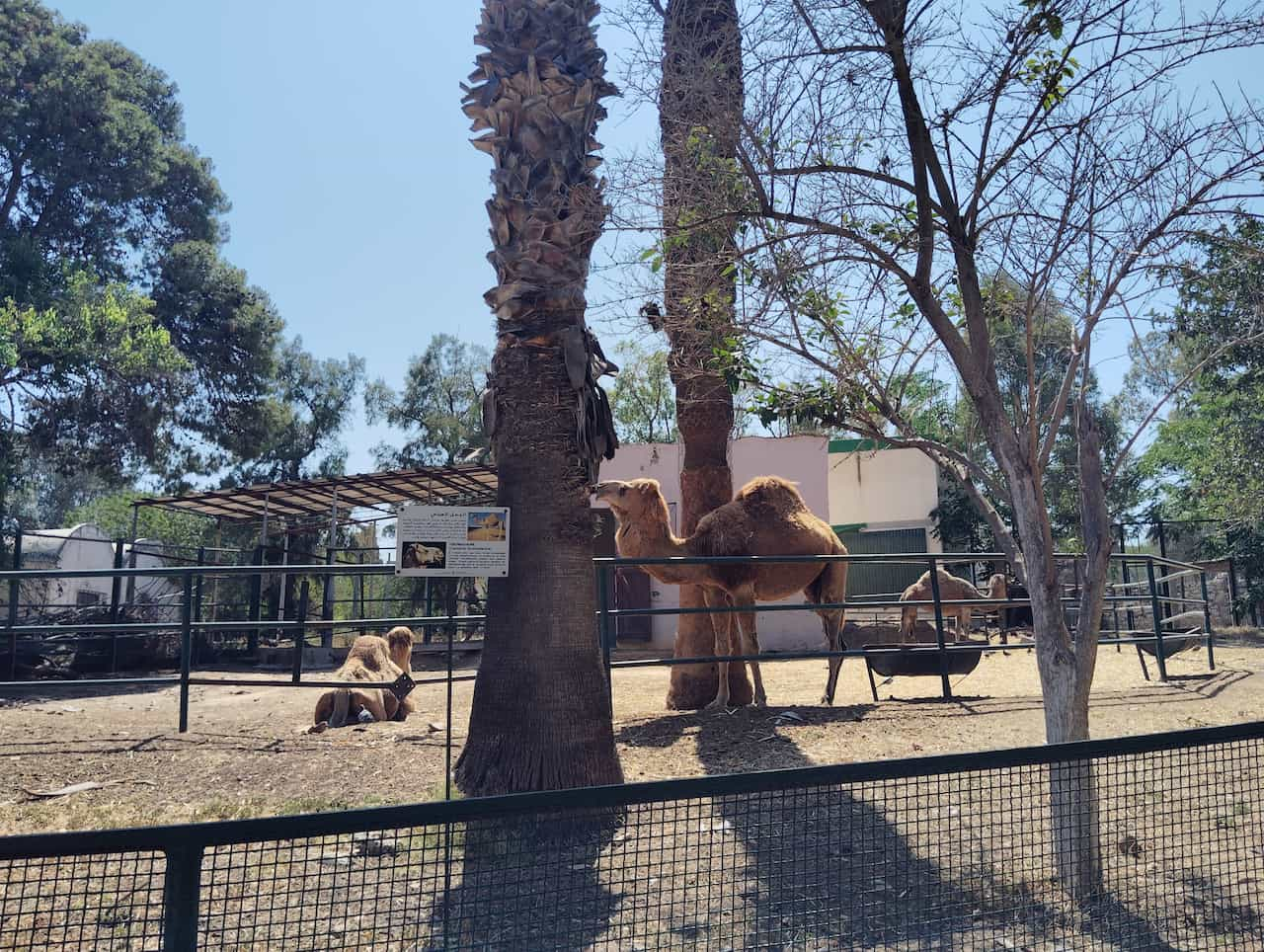 チュニジアのチュニス動物園のヒトコブラクダ