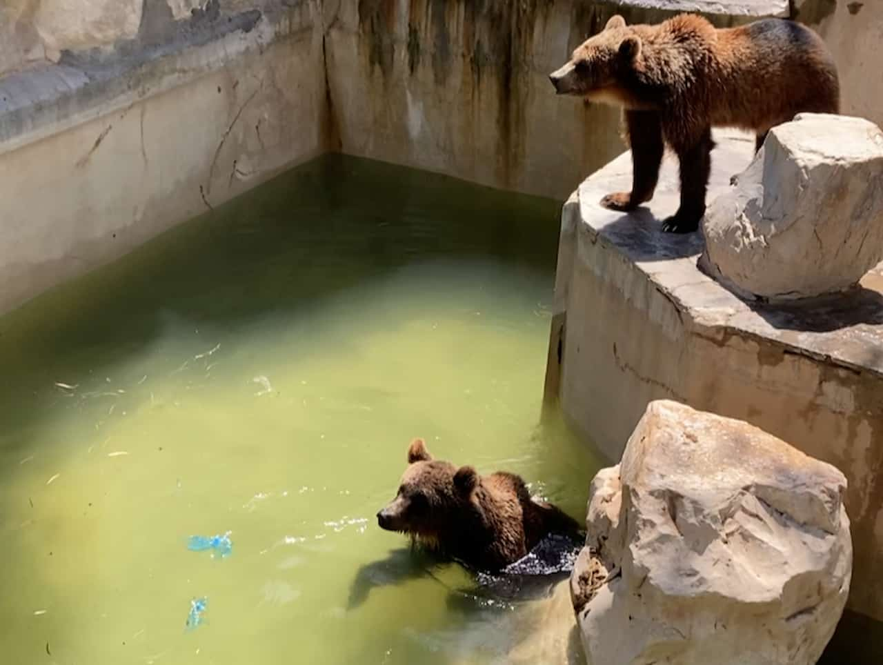 チュニジアのチュニス動物園のヨーロッパヒグマ