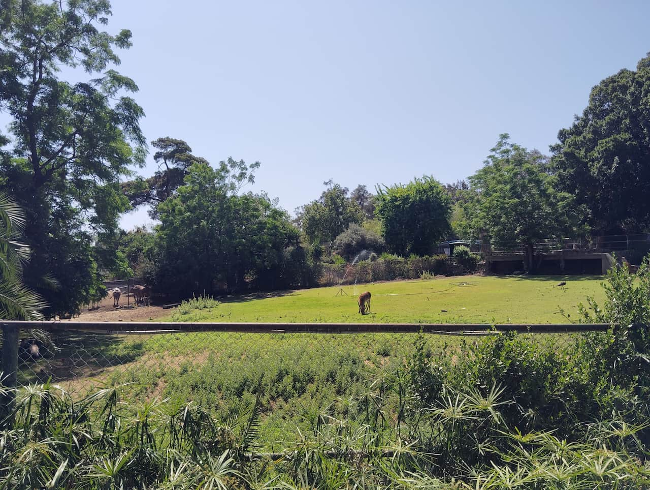 チュニジアのチュニス動物園のリーチュエ