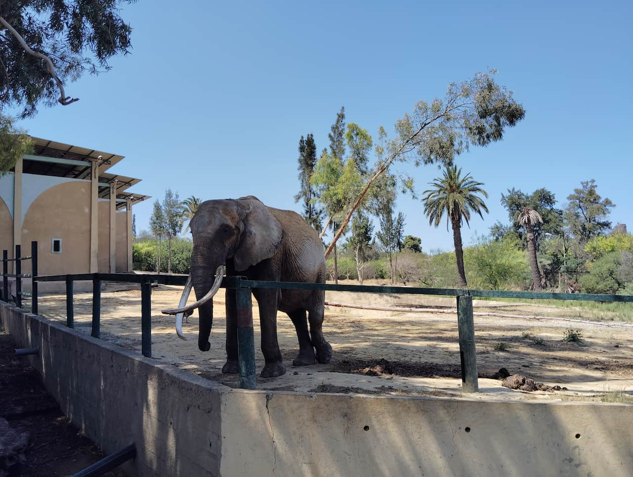 チュニス動物園のサバンナゾウ