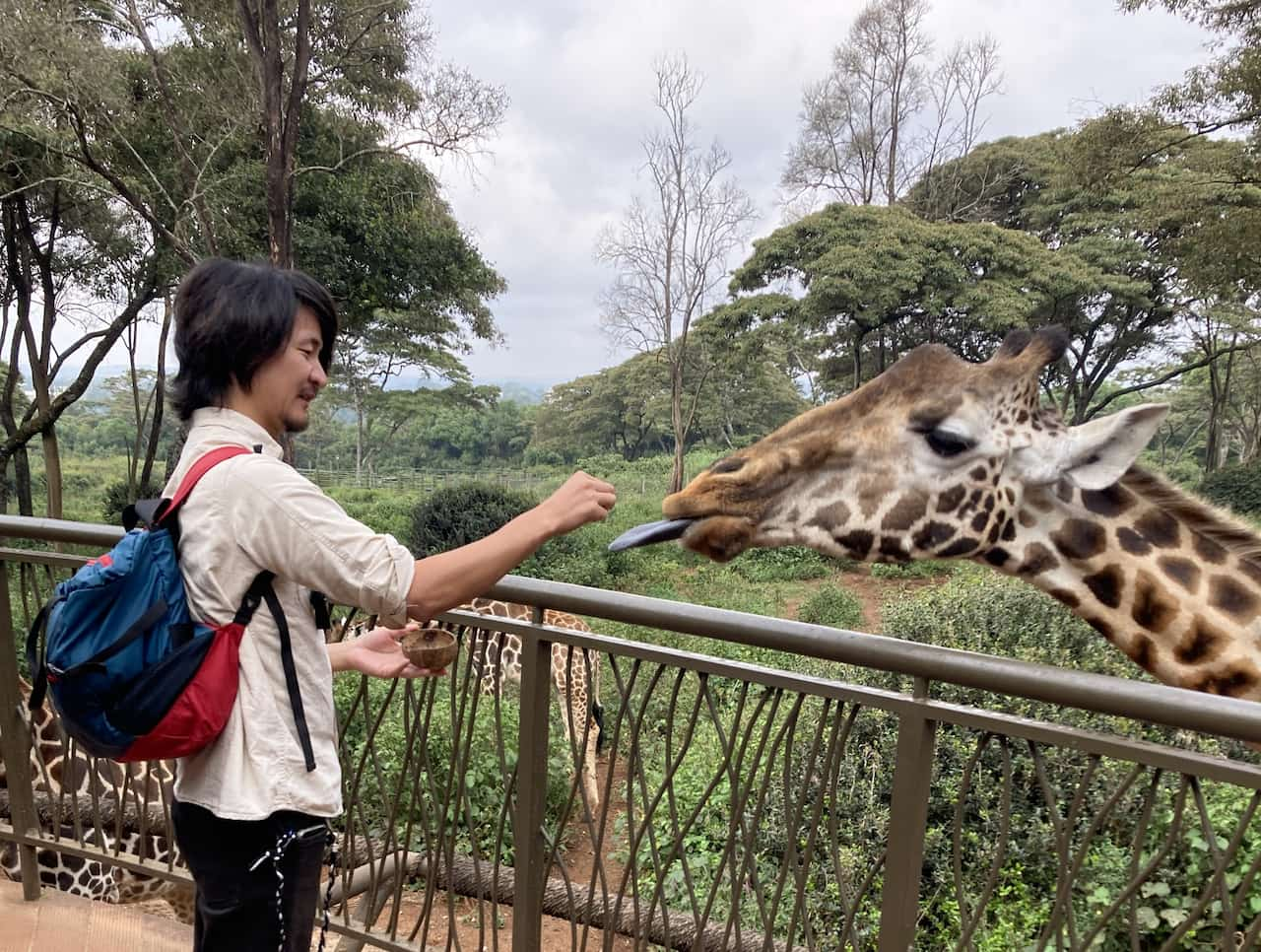 ナイロビのジラフセンターの餌やり体験②