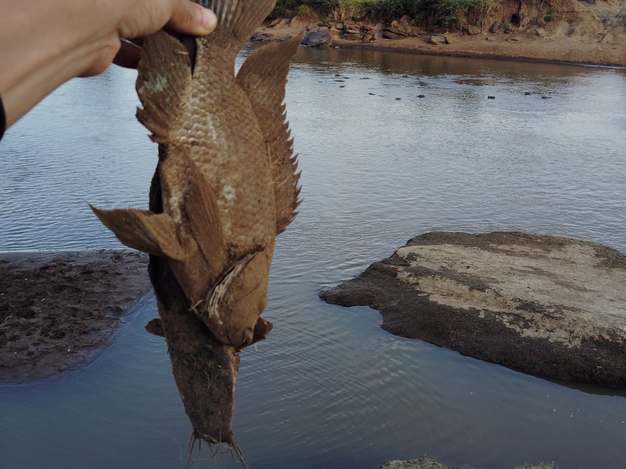 ケニアのオロイスクット保護区での釣り③