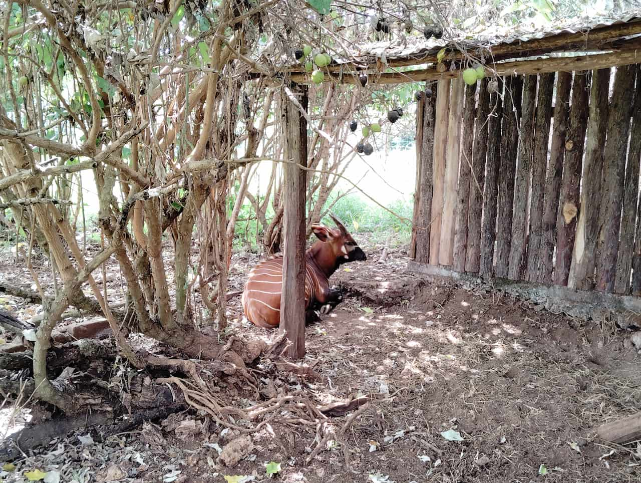 マウントケニア野生動物保護区動物孤児院の森の魔術師マウンテンボンゴ