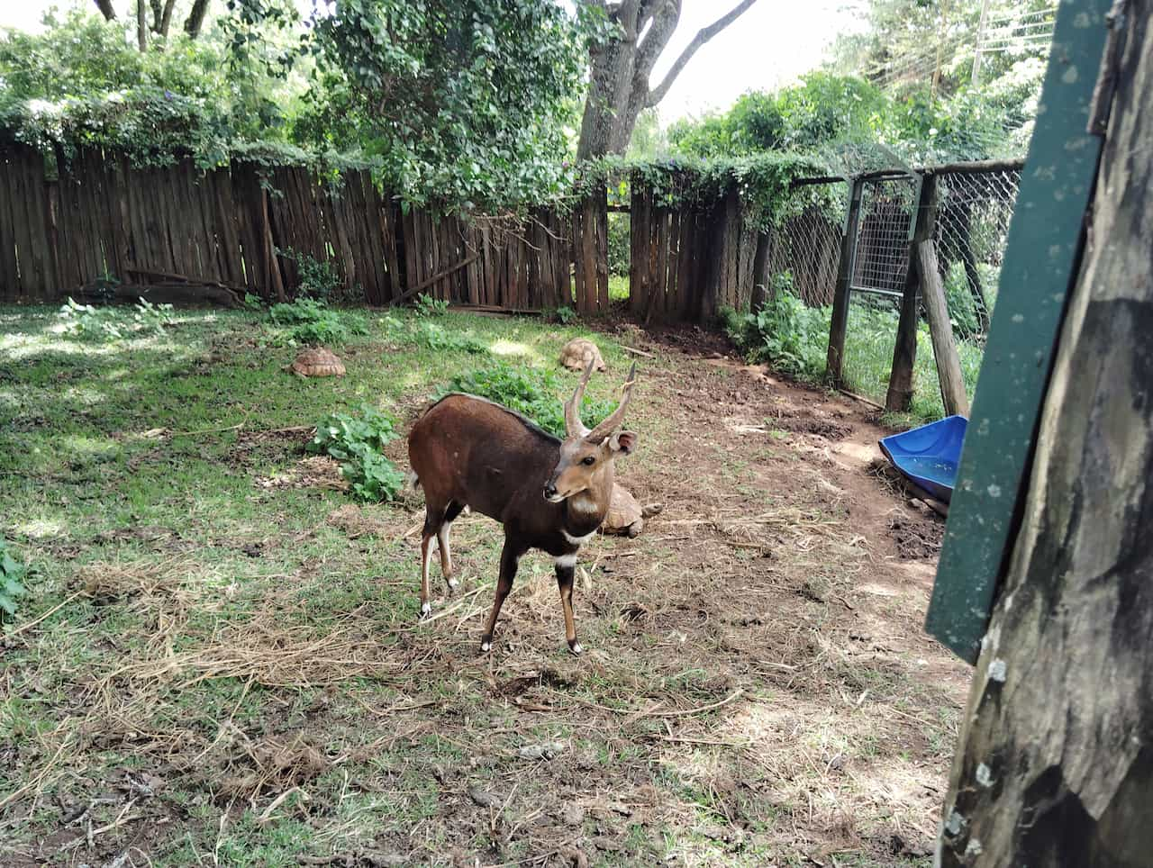 マウントケニア野生動物保護区動物孤児院のブッシュバック