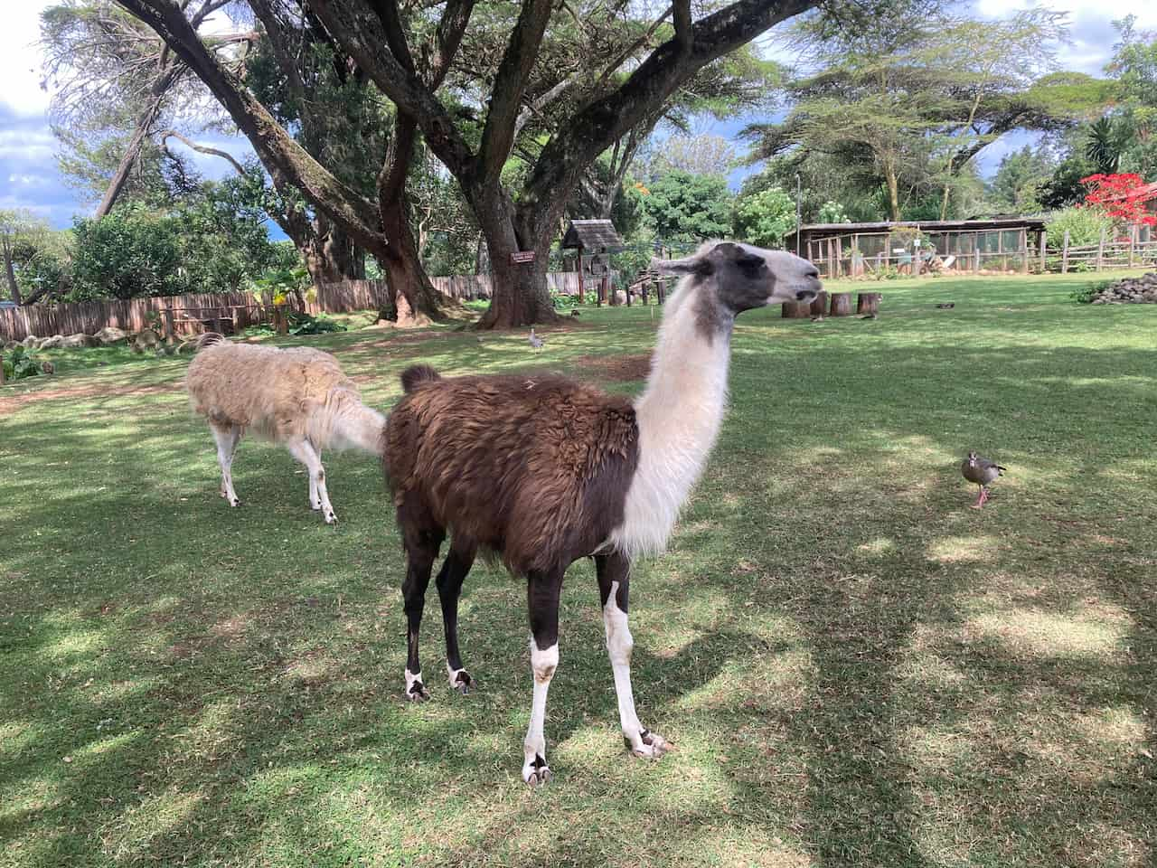 マウントケニア野生動物保護区動物孤児院のリャマ②