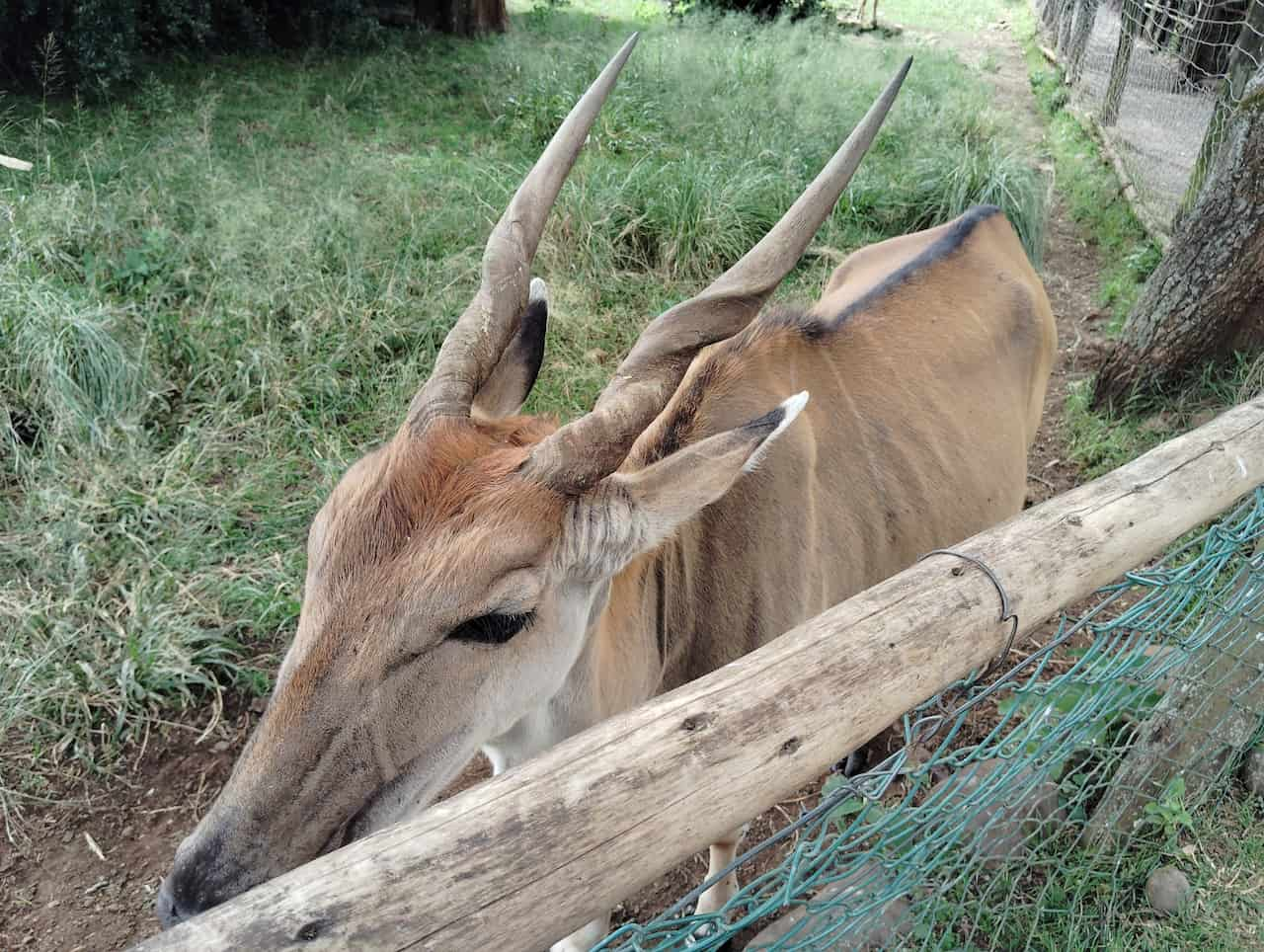 マウントケニア野生動物保護区動物孤児院のエランド