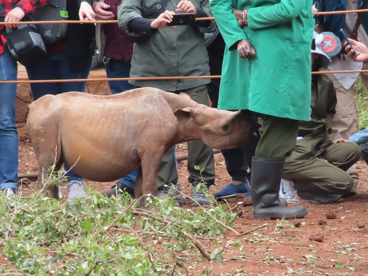 シェルドリック動物孤児院のクロサイの孤児②