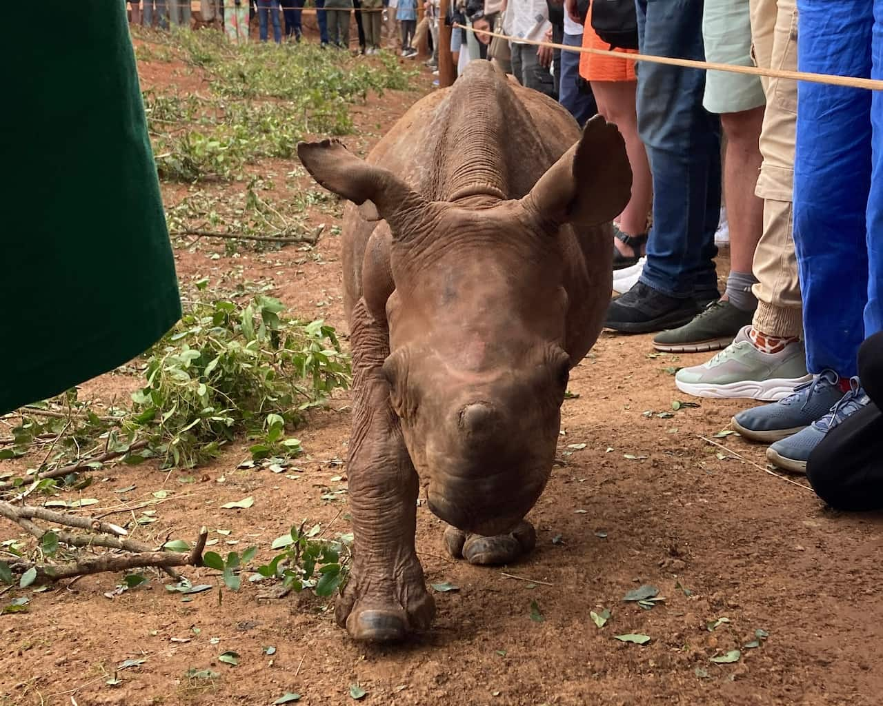 シェルドリック動物孤児院のクロサイの孤児①