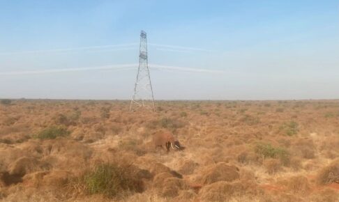 モンバサ・ナイロビ標準軌鉄道の景色：サバンナゾウ①