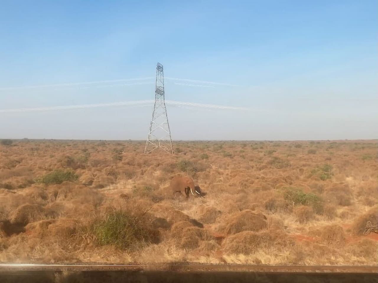 モンバサ・ナイロビ標準軌鉄道の景色：サバンナゾウ①