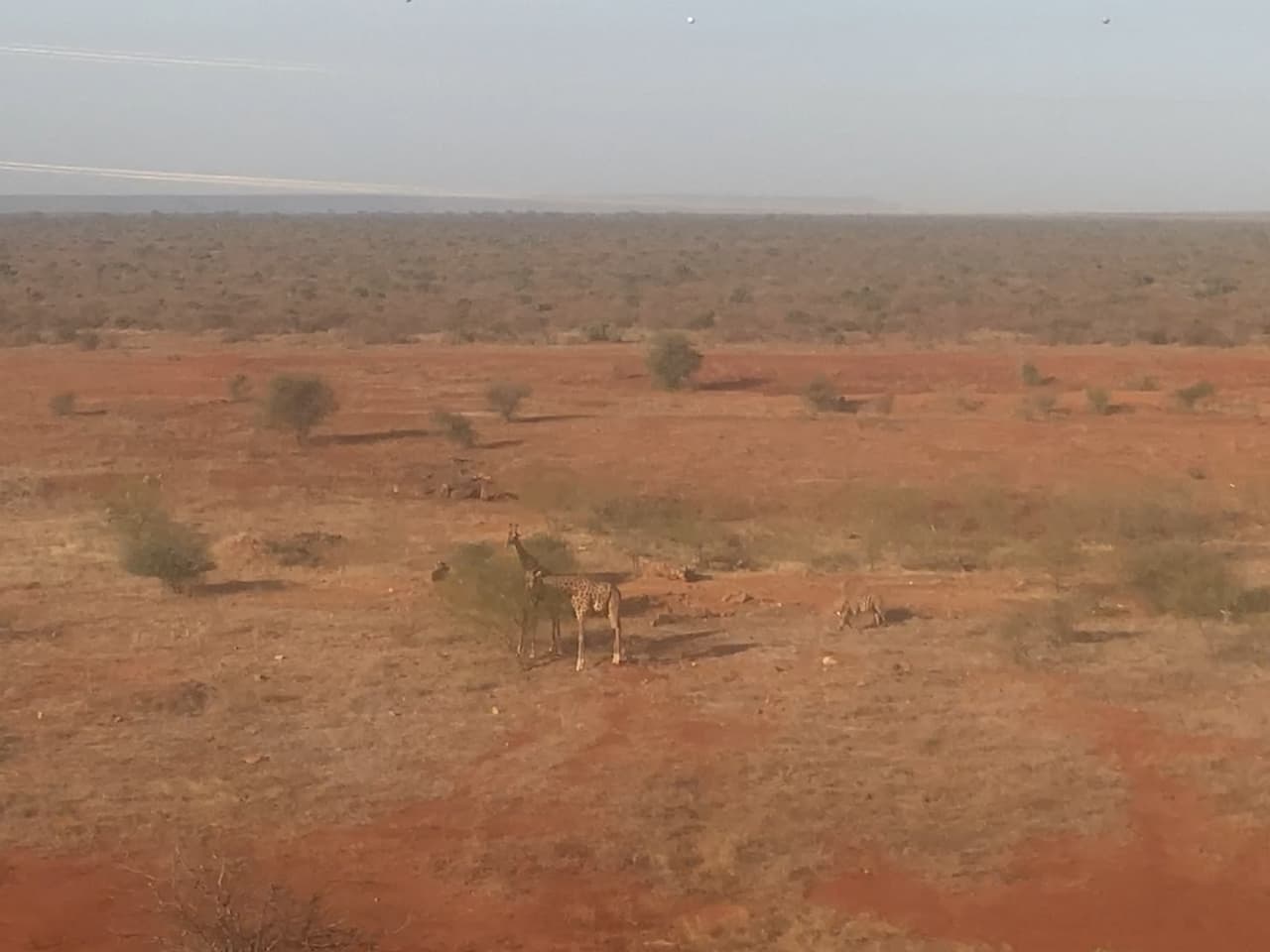 モンバサ・ナイロビ標準軌鉄道の景色：キリンとシマウマ