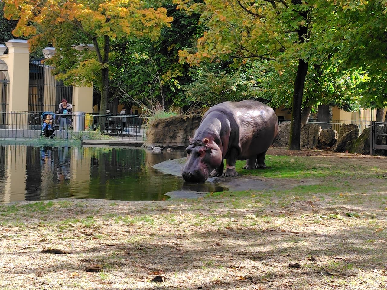 世界最古の動物園シェーンブルン動物園のカバ