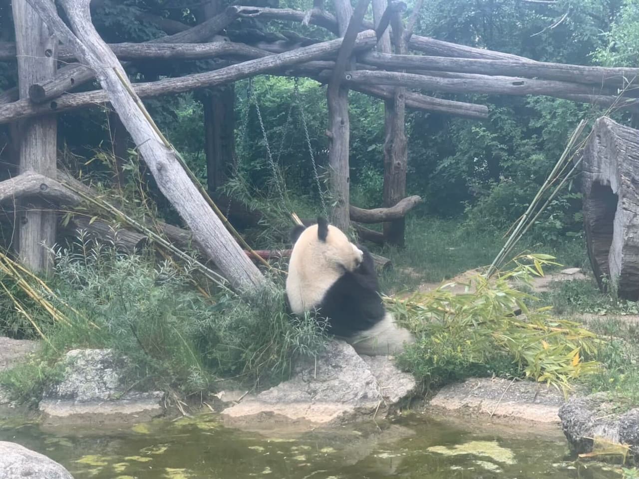 世界最古の動物園シェーンブルン動物園のパンダ
