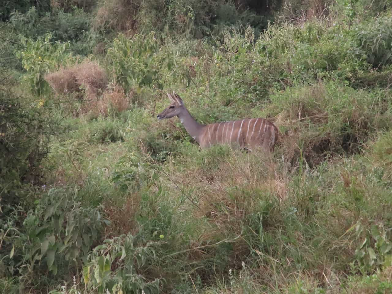 ケニアのアンボセリ国立公園のクーズー