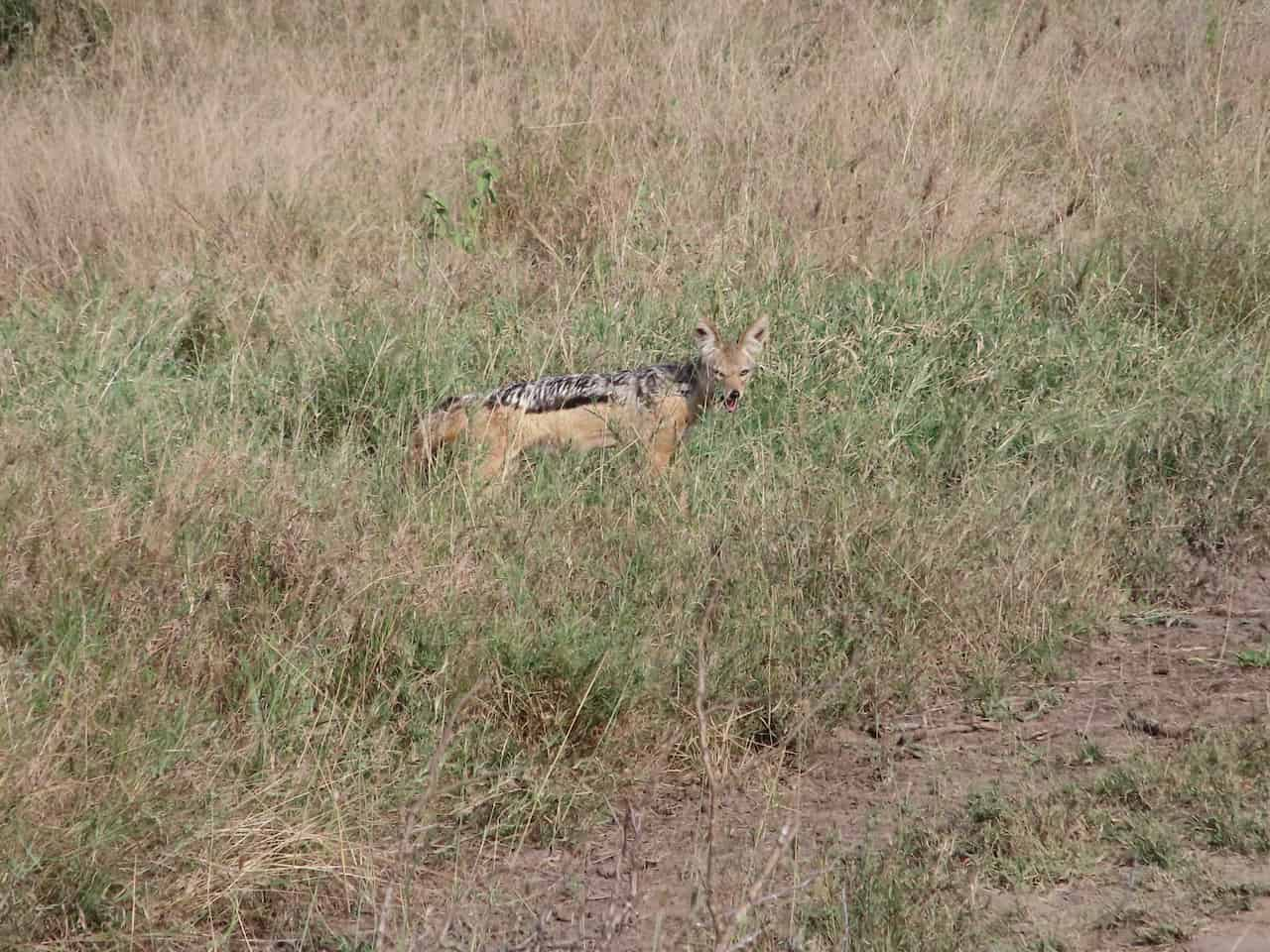 ナイロビ国立公園のジャッカル