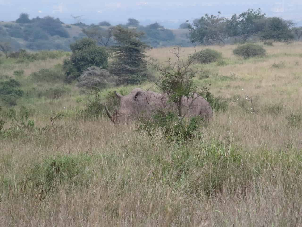 ナイロビ国立公園のシロサイ①