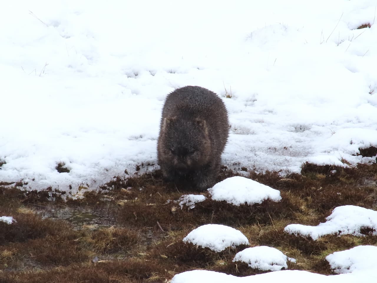 オーストラリア-タスマニア島のクレイドル・マウンテン国立公園_ウォンバット_2