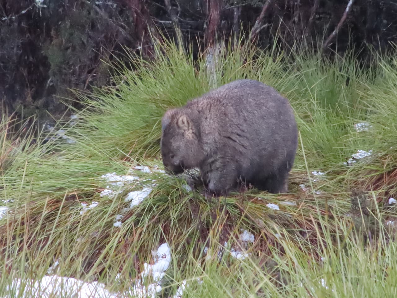 オーストラリア-タスマニア島のクレイドル・マウンテン国立公園_ウォンバット_3