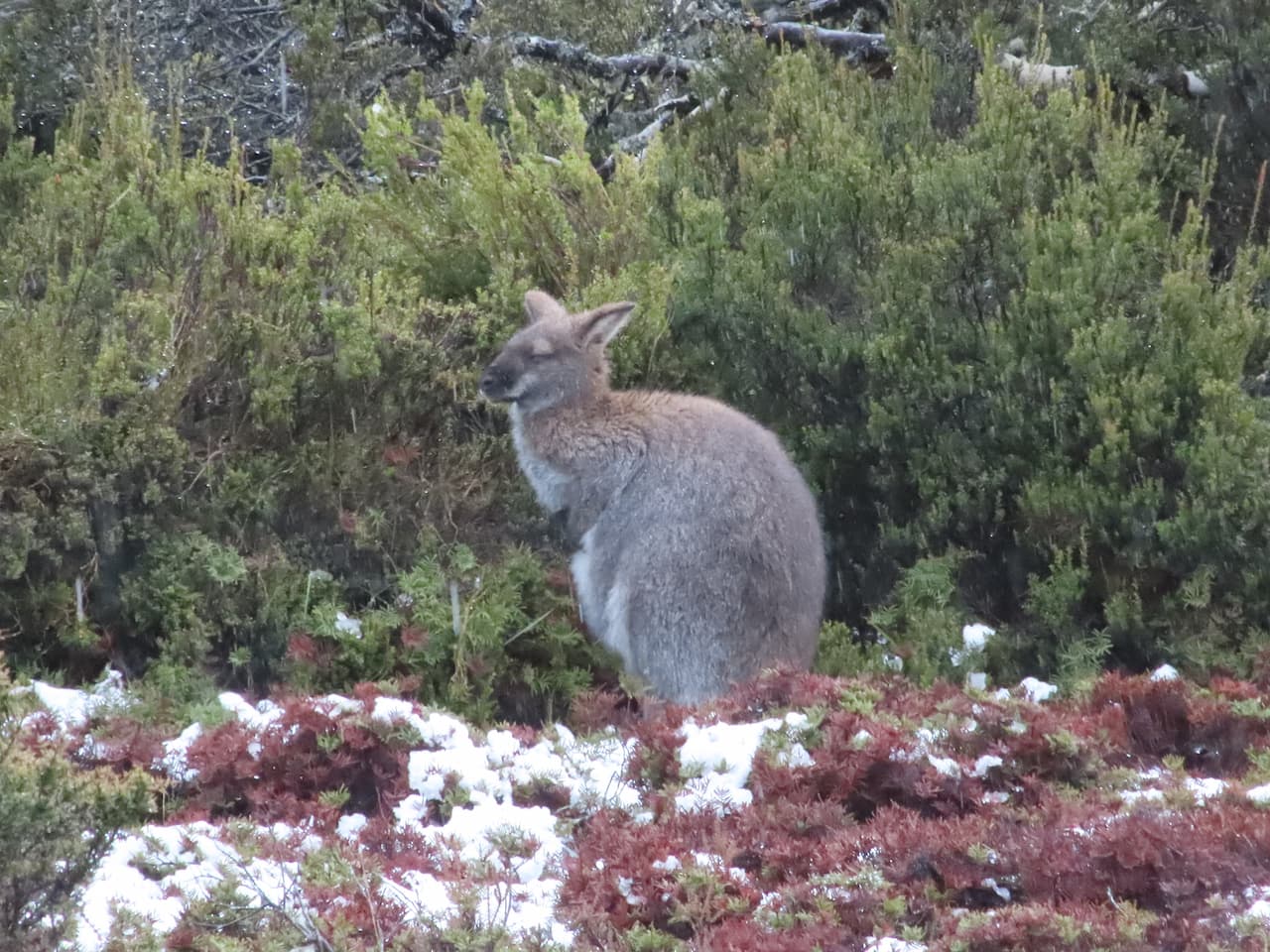 オーストラリア-タスマニア島のクレイドル・マウンテン国立公園_ワラビー