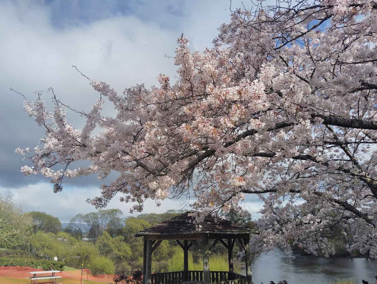 オーストリアのタスマニア島_桜