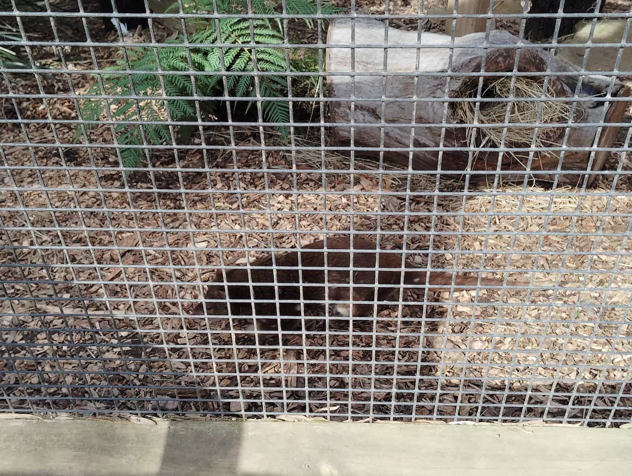 オーストリアのタスマニア島_ボノロング野生動物保護区_フクロネコ