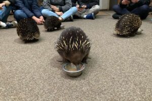 オーストリアのタスマニア島_Platypus Houseのハリモグラ1