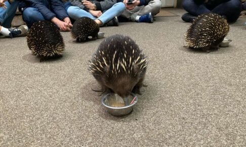 オーストリアのタスマニア島_Platypus Houseのハリモグラ1