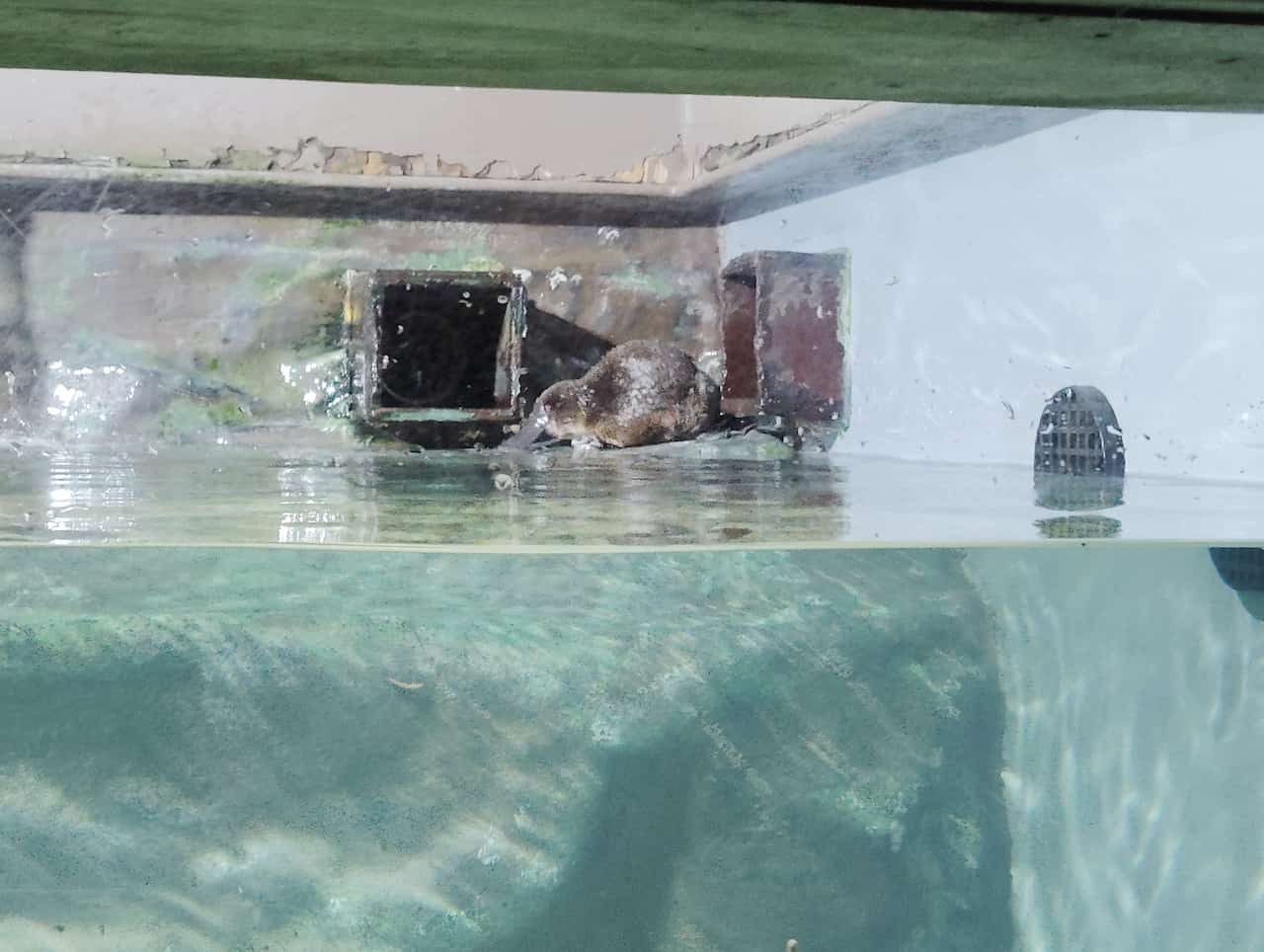 オーストリアのタスマニア島_Platypus Houseのカモノハシ1