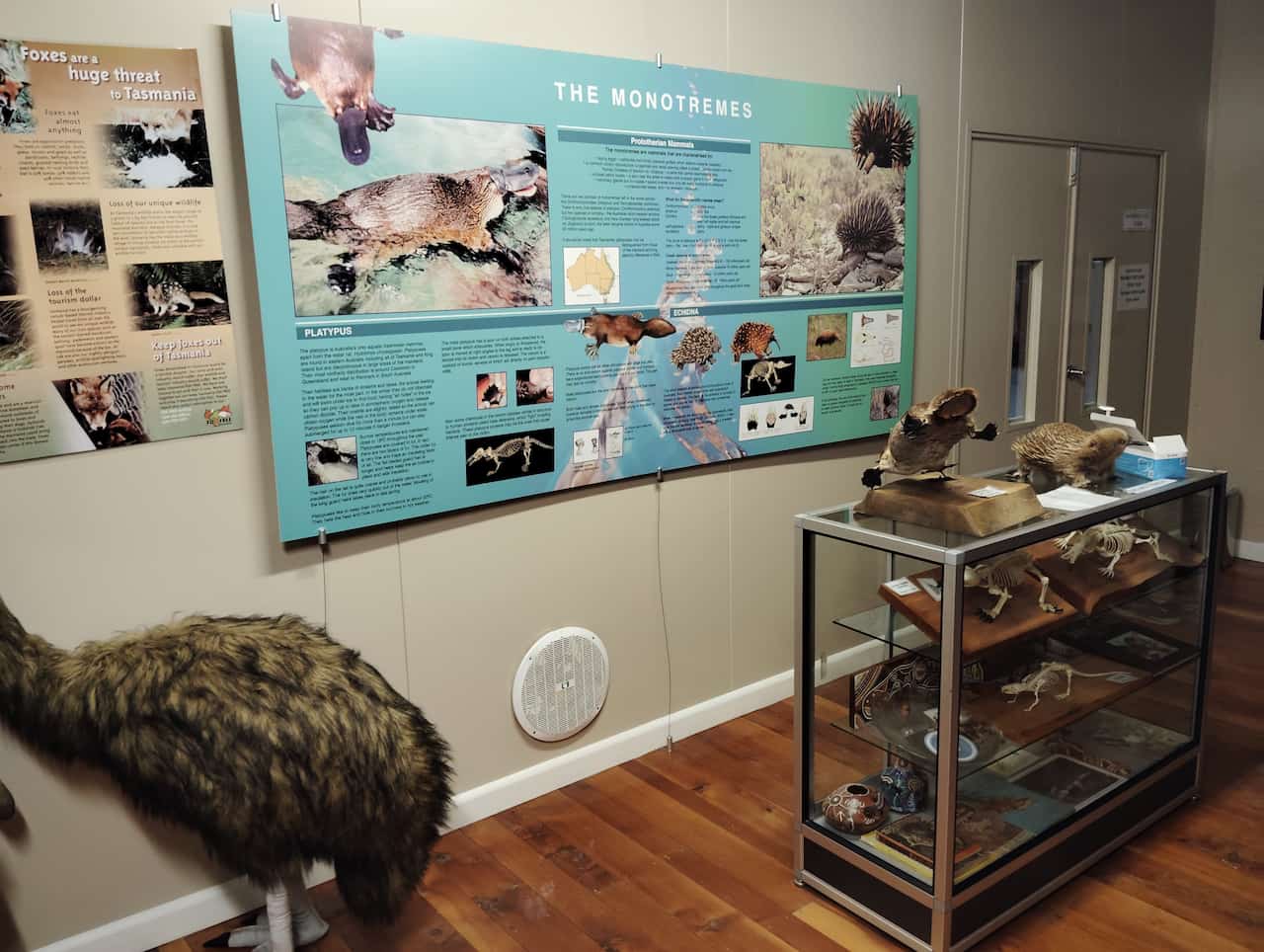 オーストリアのタスマニア島_Platypus Houseの単孔類の展示2