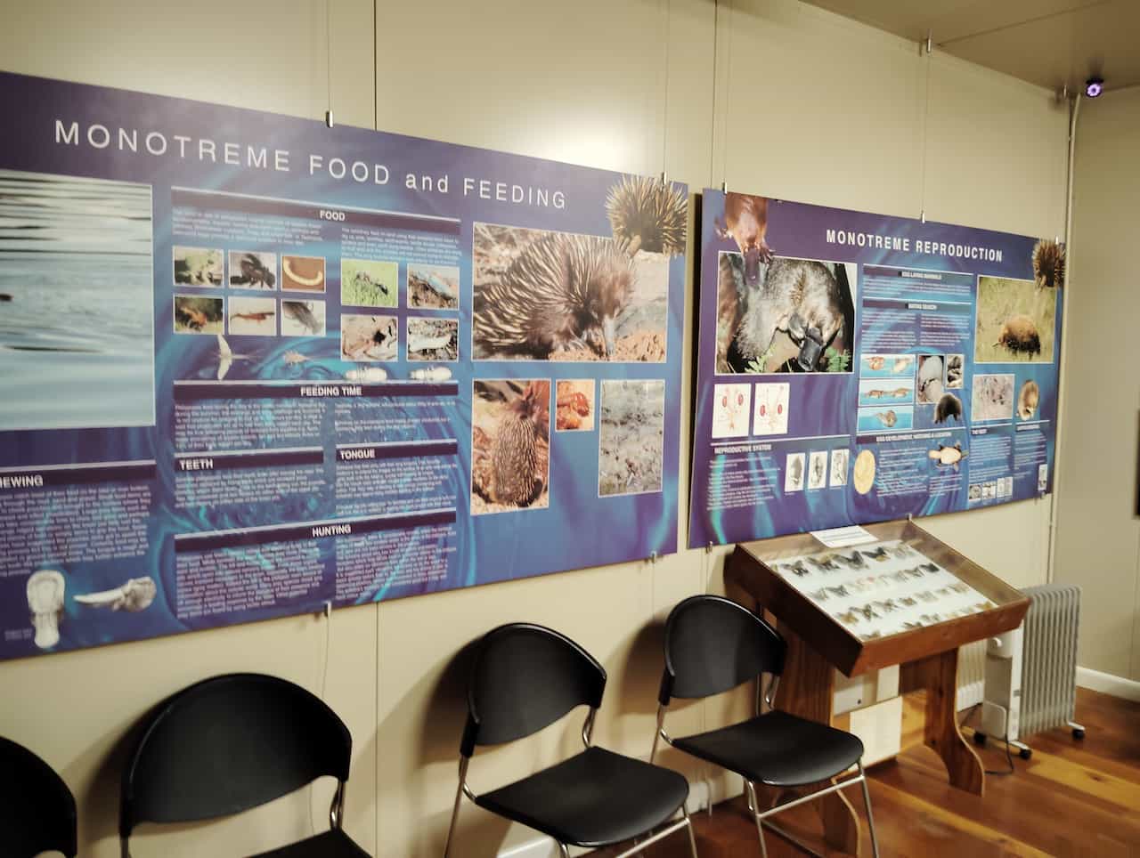 オーストリアのタスマニア島_Platypus Houseの単孔類の展示1
