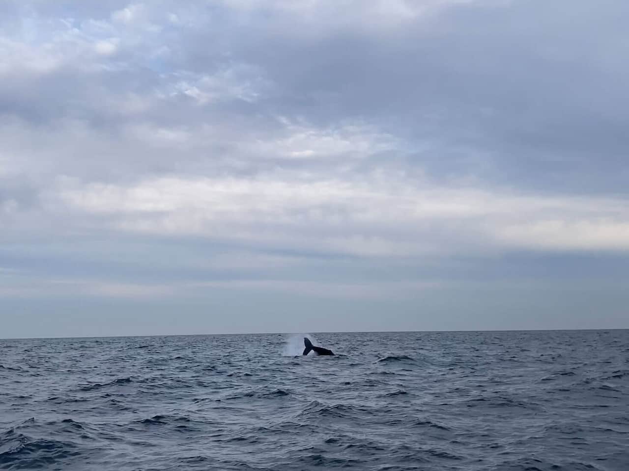 オーストリアのシドニーホエールウォッチング_ザトウクジラ10