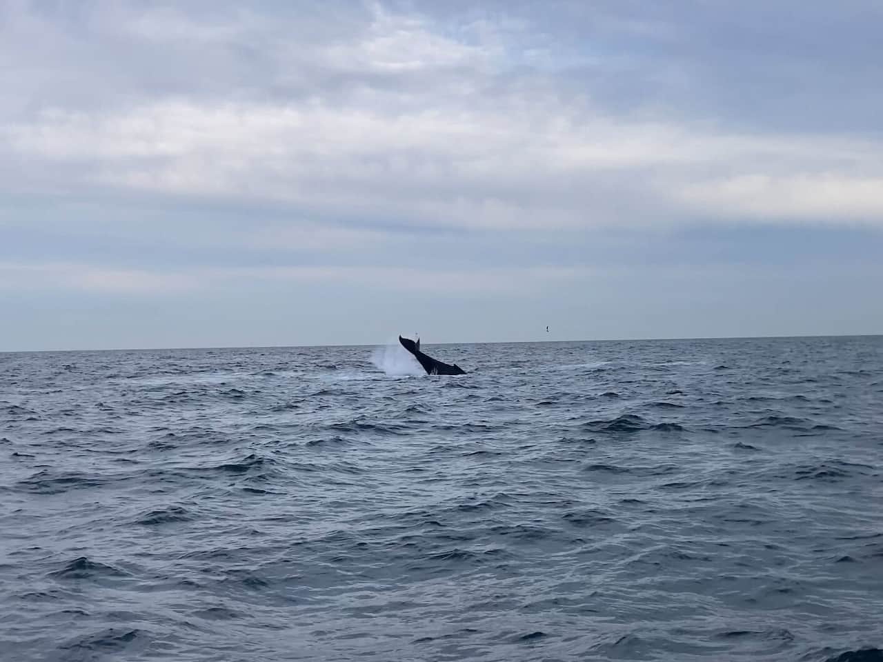 オーストリアのシドニーホエールウォッチング_ザトウクジラ5