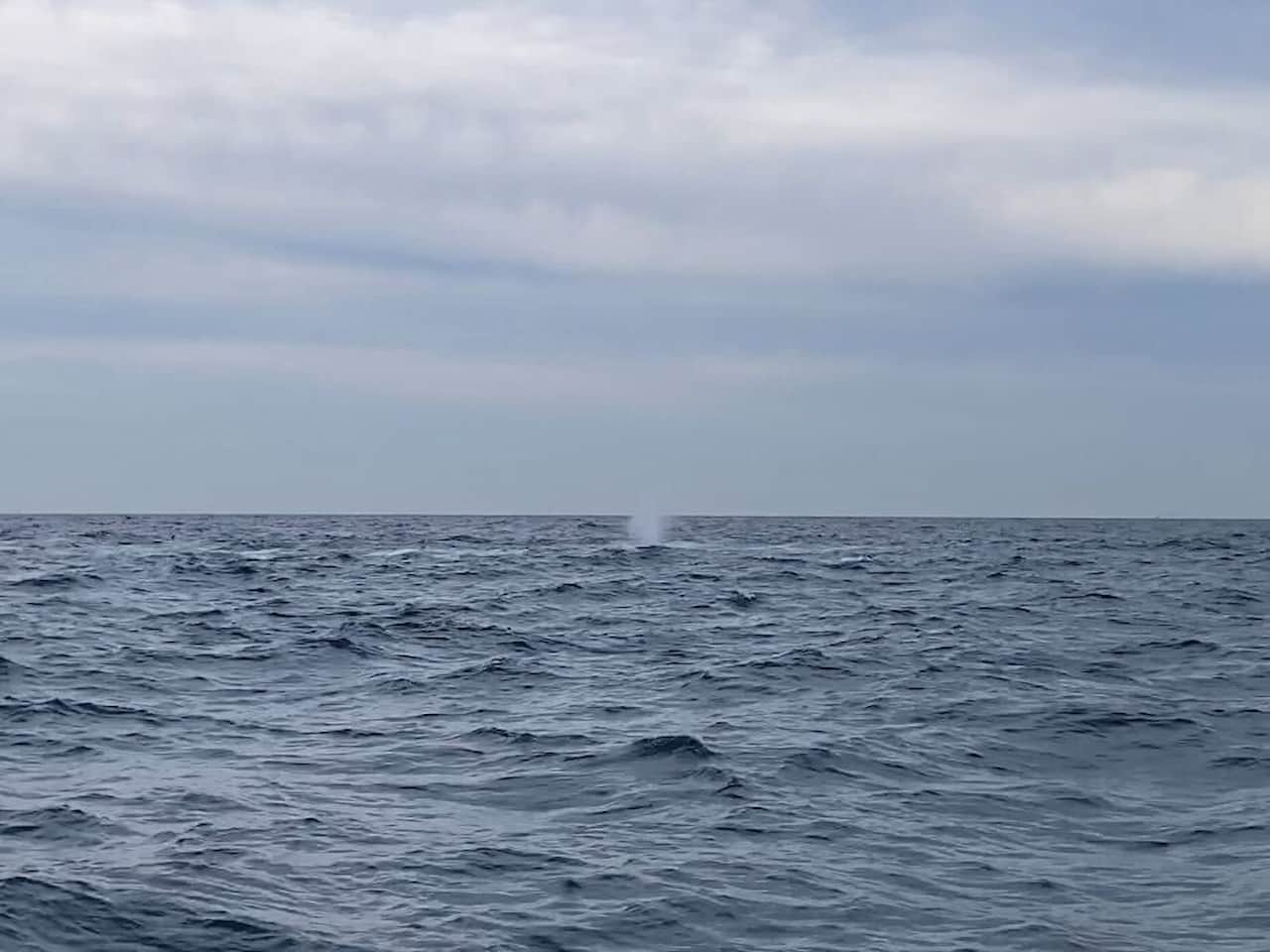 オーストリアのシドニーホエールウォッチング_ザトウクジラ6