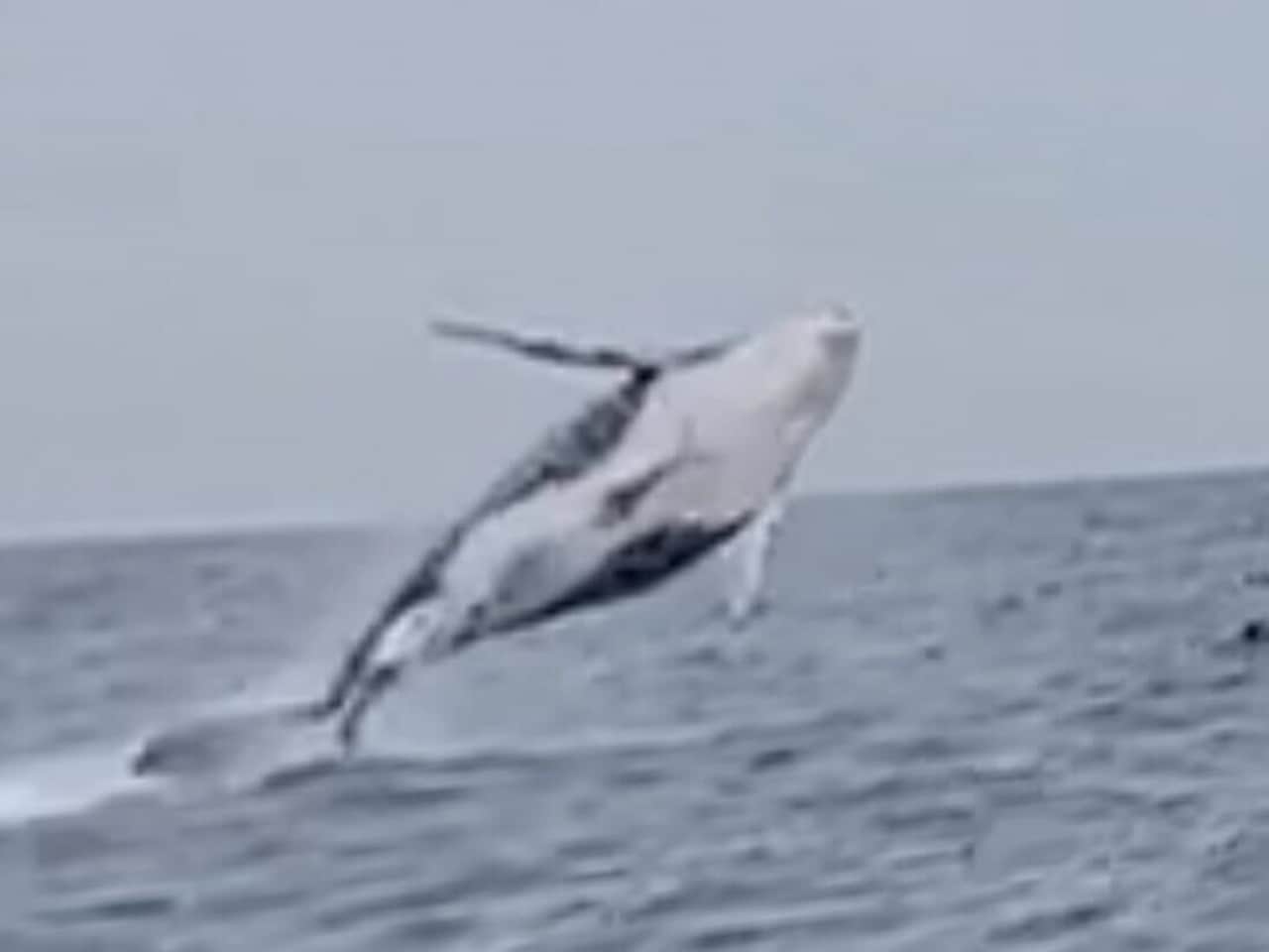 オーストリアのシドニーホエールウォッチング_ザトウクジラ7