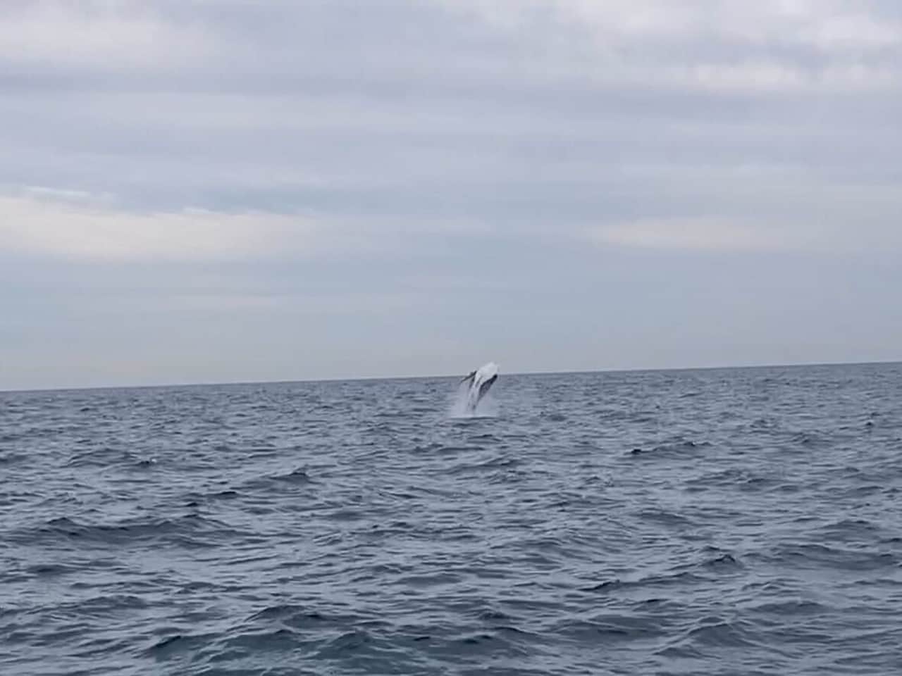 オーストリアのシドニーホエールウォッチング_ザトウクジラ8