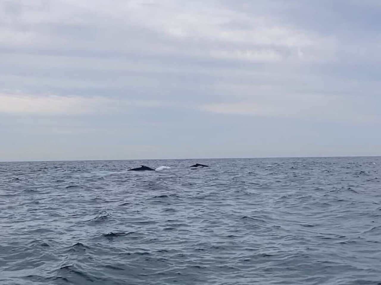 オーストリアのシドニーホエールウォッチング_ザトウクジラ4