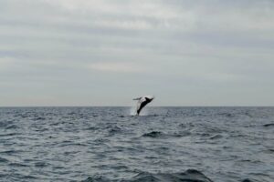 オーストリアのシドニーホエールウォッチング_ザトウクジラ2