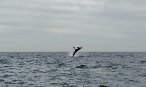 オーストリアのシドニーホエールウォッチング_ザトウクジラ2